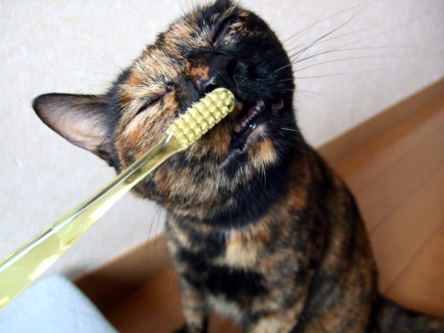 歯磨きを痛がる猫